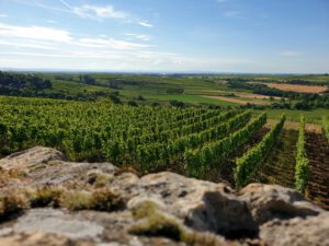 Reihen von Weinstöcken durchziehen üppige Hügel unter einem blauen Himmel, eine Steinmauer und weit entfernte Felder sind zu sehen.